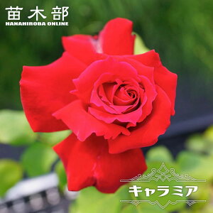 yVX[p[Z[Ώۏi lG炫oc yL~Az 2Nc 6|bg