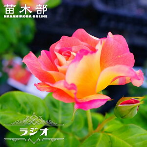 �l�G�炫�o���c �y���W�I�z 2�N����c