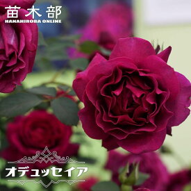 四季咲き強香つるバラ 【オデュッセイア】 2年生大苗 登録品種・品種登録