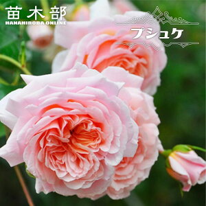 yVX[p[Z[Ώۏi lG炫oc yvVPz 2Nc 6|bg o^iEio^