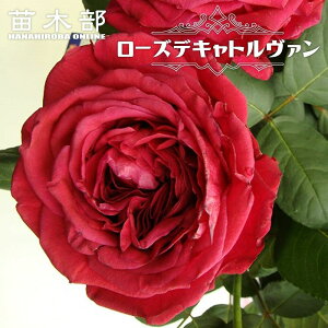 �l�G�炫�����o�� �y���[�Y�f�L���g�����@���z 2�N����c 6���|�b�g