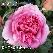 楽天市場】バラ 超 強 香の通販