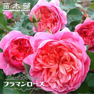 �l�G�炫�����o�� �y�t���}�����[�Y�z 2�N����c