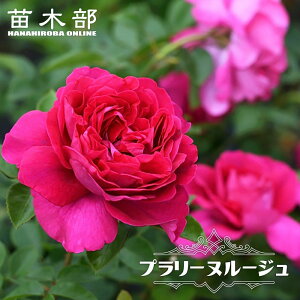 �l�G�炫�����o���c �y�v�����[�k���[�W���z 2�N����c 6���|�b�g �i��o�^�E�o�^�i��