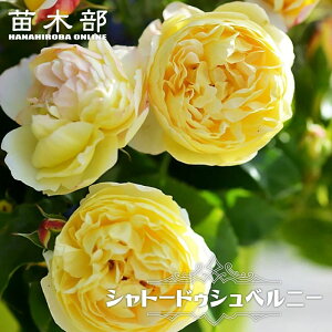 �l�G�炫�����o���c �y�V���g�[�h�D�V���x���j�[�z 2�N����c 6���|�b�g