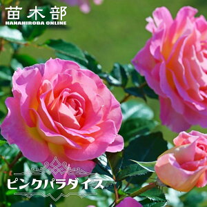 �l�G�炫�����o���c �y�s���N�p���_�C�X�z 2�N����c 6���|�b�g