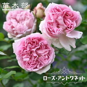 �l�G�炫����o�� �y���[�Y�A���g���l�b�g�z 2�N����c �o�^�i��E�i��o�^