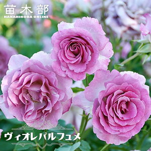 �l�G�炫�����o�� �y���B�I���p���t�����z 2�N����c