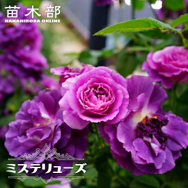 強香バラ苗 【ミステリューズ】 2年生大苗 6号ポット