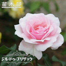 四季咲き強香バラ苗 【ジルドゥブリザック】 2年生大苗 登録品種・品種登録