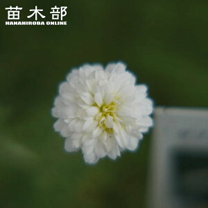 �n�[�u �y�_�u���t�����[�J���~�[���z 3���|�b�g�c