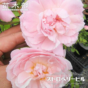 ����o���c �y�X�g���x���[�q���z 2�N����c �o�^�i��E�i��o�^