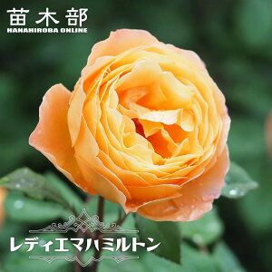 �l�G�炫�o���c �y���f�B�G�}�n�~���g���z 6���|�b�g ��c �o�^�i��E�i��o�^