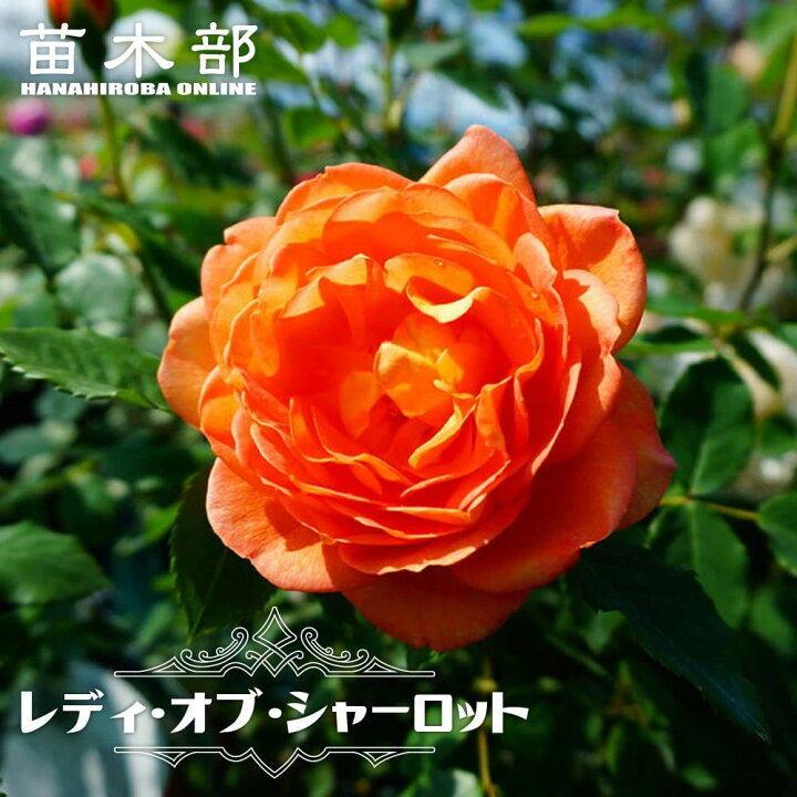 楽天市場】病気に強いバラ 【レディ オブ シャーロット】 2年生大苗 