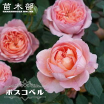 楽天市場】バラ い おり 苗の通販
