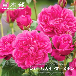 �l�G�炫�o���c �y�W���[���YL�I�[�X�`���z 2�N����c 6���|�b�g �o�^�i��E�i��o�^