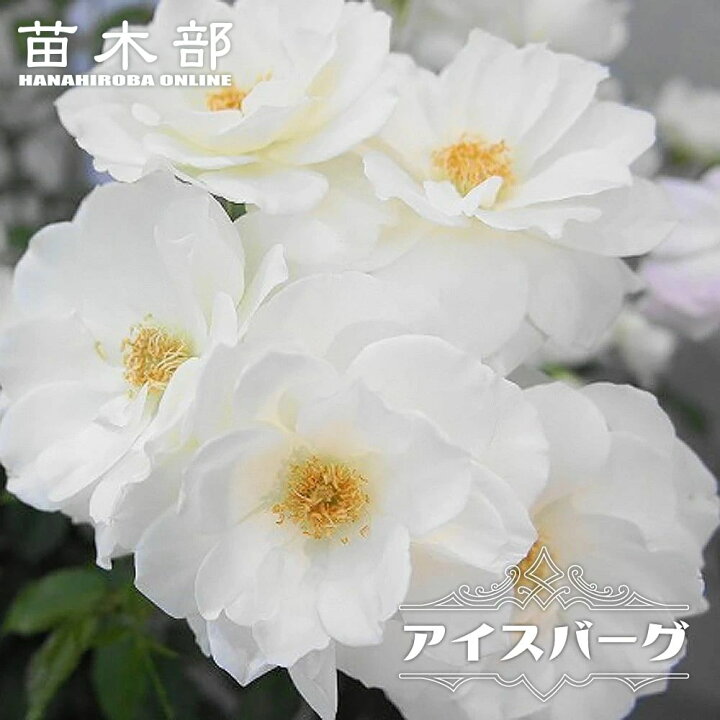 楽天市場】四季咲きバラ苗 【アイスバーグ】 2年生大苗 : 苗木部 by 