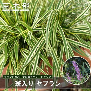 斑入りヤブラン (リリオペ、フイリヤブラン) 3.5号ポット苗