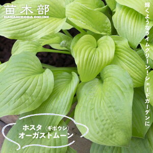 yI[KXg[z M{EV zX^ 3|bgc y\̔z4`5ח\