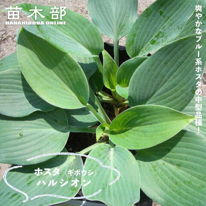 楽天市場】【ハルシオン（ハルションブルー）】 ギボウシ ホスタ 3号 