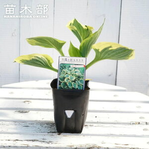 ygCCgz M{EV zX^ 3|bgc y\̔z4`5ח\