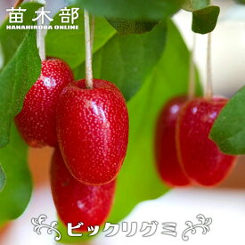 ぐみの木 【ビックリグミ】 1年生苗