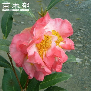  c yԕui͂Ȃӂ悤jz ږ A J 2`4