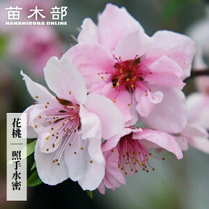  c Hׂ}ԓ yƎ萅z 1Nږؕc