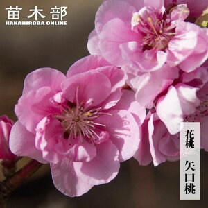 yz ԓ 2N ږ |bgc yϏ܉Ԗ؁z