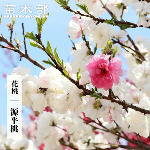 ni yz 1Nږؕc yϏ܉Ԗ؁z