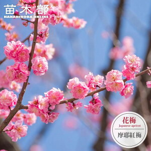 yg~z Ԕ~ 1Nږؕc y\̔z12`1ח\