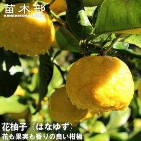 柚子 苗木 【花柚子 (はなゆ)】 一才ゆず 2年生接木苗 【予約販売】10~11月頃入荷予定
