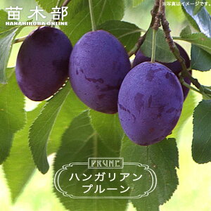 v[ c ynKAv[z 1Nږؕc