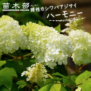 yn[j[z ␫JVoAWTC |bgc