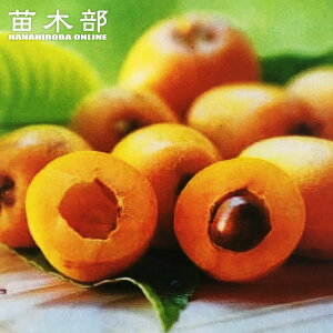 т c y͂邽z 1Nږؕc