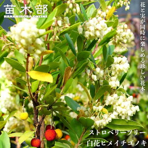ヒメイチゴノキ(ストロベリーツリー) 【白花】 ポット苗