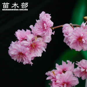 Hׂ}ԓ yЂȂ̂z 1Nږؕc o^iEio^