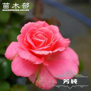 �l�G�炫�����o���c �y�F���z 2�N����c