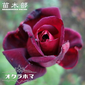 四季咲き強香バラ 【オクラホマ】 2年生大苗 6号ポット