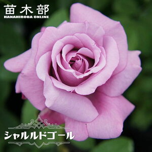 �l�G�炫�����o���c �y�V�������h�S�[���z 2�N����c 6���|�b�g