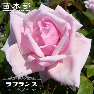 �l�G�炫�����o���c �y���t�����X�z 2�N����c