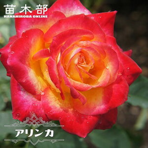 �l�G�炫�o���c �y�A�����J�z 2�N����c