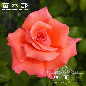 �l�G�炫�����o���c �y�n�[���j�[�z 2�N����c