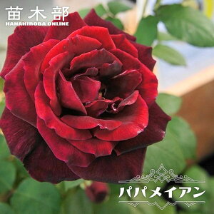 �l�G�炫�����o�� �y�p�p���C�A���z 2�N����c 6���|�b�g