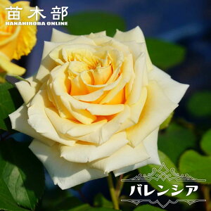 �l�G�炫�o���c �y�o�����V�A�z 2�N����c