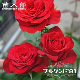 四季咲きバラ苗 【ブルグンド’81】 国産苗 1年生 新苗