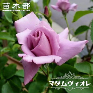 yVX[p[Z[Ώۏi lG炫oc y}_BIz 2Nc 6|bg