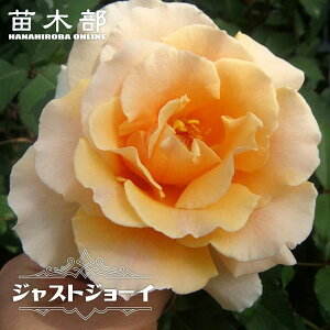 �l�G�炫�����o���c �y�W���X�g�W���[�C�z 2�N����c