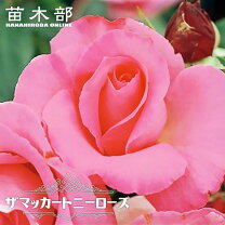 楽天市場】赤 バラ 強香の通販