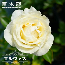 四季咲き強香バラ苗 【エルヴィス】 2年生大苗